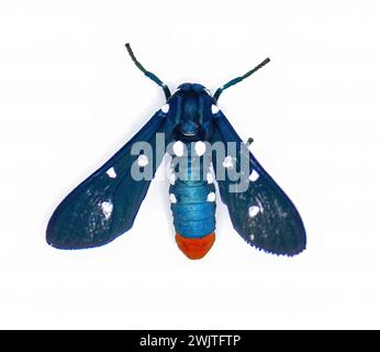 Il colorato Oleander Moth, noto anche come Polka dot Wasp Moth o zio Sam Moth - Syntomeida epilais per adulti, è isolato su sfondo bianco TOP Do Foto Stock