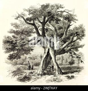 Vecchia illustrazione incisa di Ficus sycomorus tra Smirne e Bournabat, Turchia. Creato da Sargent, pubblicato su Magasin Pittoresque, Parigi, 1852 Foto Stock