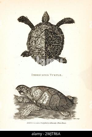 Tartaruga imbottita raffigurata dall'alto e dal lato in acqua, con carapace seghettato e becco a uncino. Incisa da George Shaw nel 1809. Foto Stock