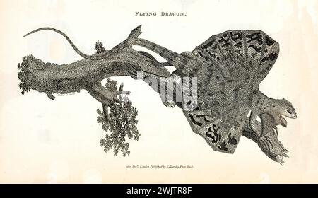 Vecchia illustrazione incisa di Flying Dragon. Creato da George Shaw, pubblicato su Zoological Lectures, Londra, 1809 Foto Stock