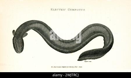 Vecchia illustrazione incisa di Electric Gymnotus. Creato da George Shaw, pubblicato su Zoological Lectures, Londra, 1809 Foto Stock
