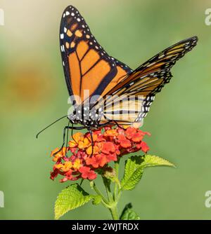 Una foto ravvicinata di una farfalla monarchica sui fiori di lantana Foto Stock