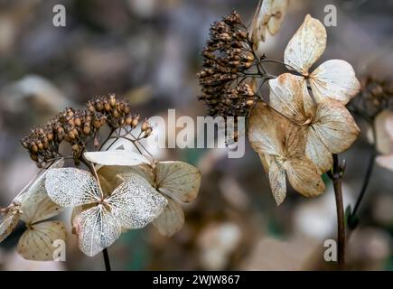 Immagine ravvicinata delle teste dei semi di Hydrangea in decomposizione nei mesi invernali Foto Stock