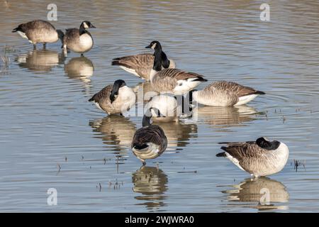 Oche del Canada (Branta canadensis, oca canadese) in acque poco profonde sul bordo di un lago, West Sussex, Inghilterra, Regno Unito Foto Stock