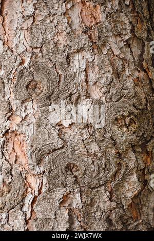 abbaiare. legno naturale. Irregolarità secche, incrinate, sulla superficie. La consistenza della corteccia di un vecchio albero. Consistenza dettagliata della corteccia. Sfondo naturale Foto Stock