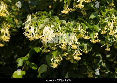 Blüten der Winter-Linde Tilia cordata, Lindenblüten, Sachsen, Deutschland *** Fiori del tiglio invernale Tilia cordata, fiori di tiglio, Saxo Foto Stock