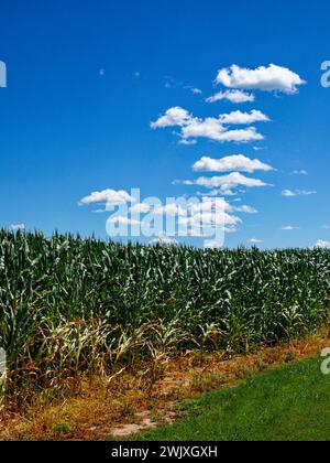 Campo di mais verde, terreno visibile alla base, sotto un cielo parzialmente nuvoloso. Foto Stock