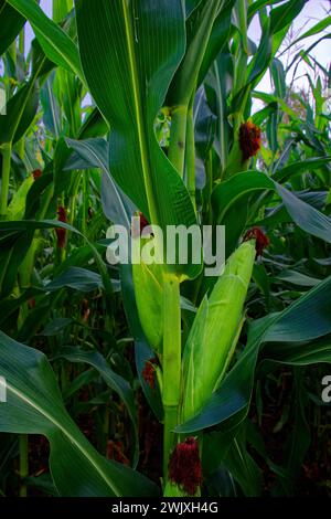 Giovani orecchie di mais con nappine di seta in un campo denso. Foto Stock