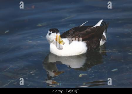 immagine serena di un'anatra bianca e marrone che nuota pacificamente su un lago calmo, riflettendo la luce del sole sulle sue lussureggianti piume Foto Stock