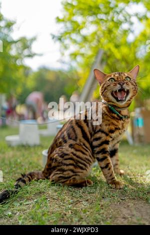 Giovane gatto purosangue del Bengala. Il gatto si sbadiglia o si mescola con la bocca aperta Foto Stock