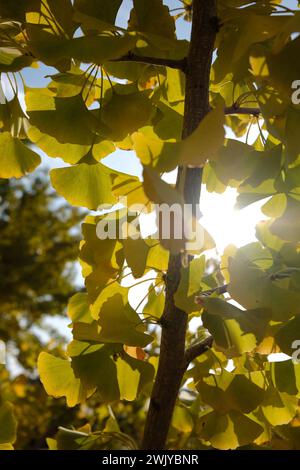 Kyushu Hirokawa Town Taibaru Ginko Trees a novembre Foto Stock