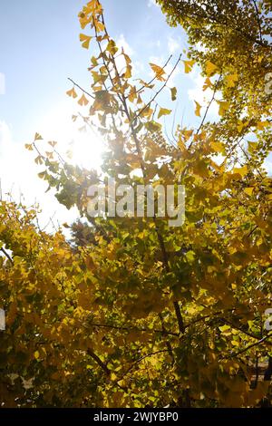 Kyushu Hirokawa Town Taibaru Ginko Trees a novembre Foto Stock