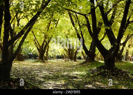 Kyushu Hirokawa Town Taibaru Ginko Trees a novembre Foto Stock