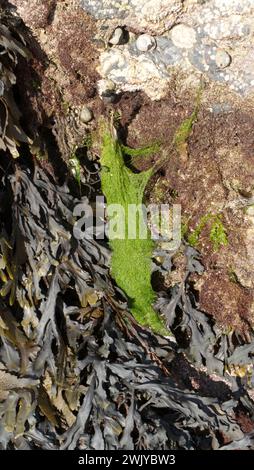 Rossetto seghettato e alghe verdi sulle rocce in Cornovaglia, Regno Unito Foto Stock
