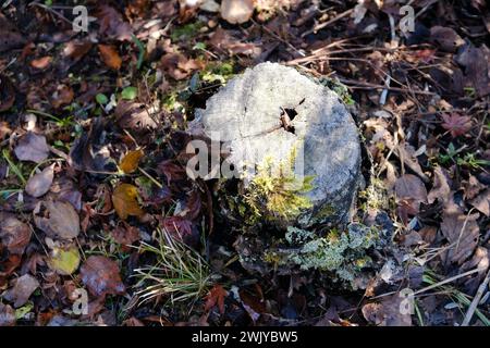 Tronco di alberi nella foresta di Kyushu in Giappone a novembre Foto Stock