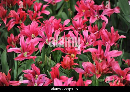 I tulipani rosa fioriti di giglio (Tulipa) il minuetto di bambola fiorisce in un giardino ad aprile Foto Stock
