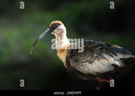 Uccello Ibis con collo di ciuffo (Theristicus caudatus) Foto Stock