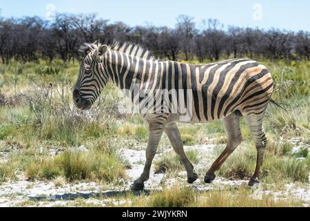 Zebra di Burchell (Equus quagga burchellii) Foto Stock