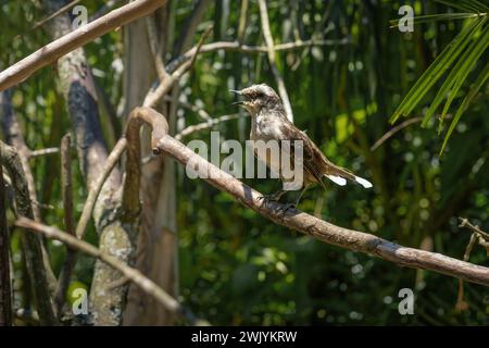 Mockingbird (Mimus saturninus) - Mimus Thrush Foto Stock