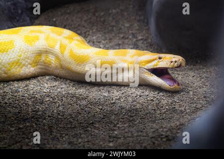Albino Pitone birmano (Python bivittatus) a bocca aperta Foto Stock