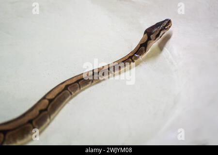 Serpente palla Python (Python regius) Foto Stock