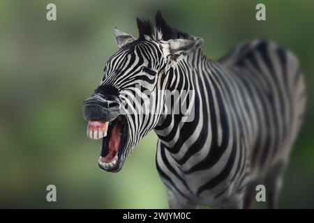 Zebra di Burchell (Equus quagga burchellii)ridendo Foto Stock