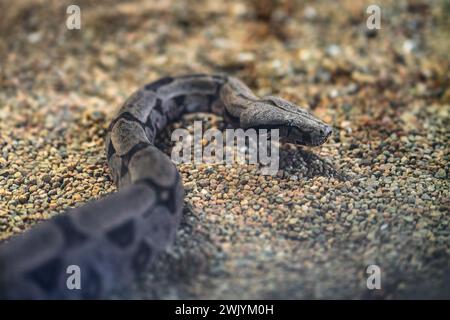 Serpente Boa di Amaral (Boa constrictor amarali) Foto Stock