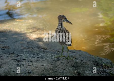 Giovane uccello d'Heron striato (Butorides striata) Foto Stock