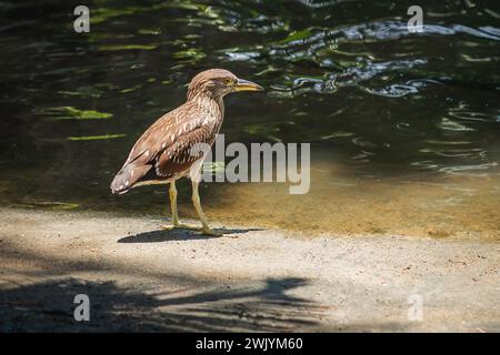 Uccello di Heron striato (Butorides striata) Foto Stock