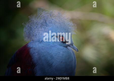 Piccione coronato occidentale (Goura cristata) Foto Stock