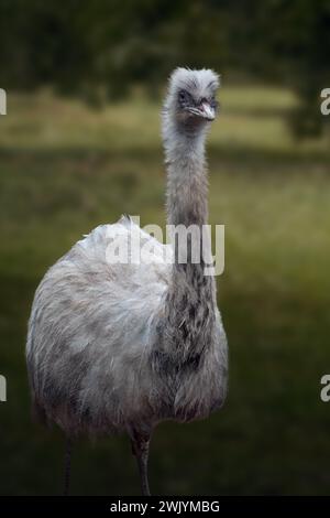 Grande Rea bianco (Rhea americana) Foto Stock