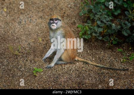 Patas scimmia (Erythrocebus patas) - scimmia del Vecchio mondo Foto Stock