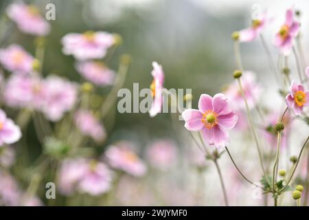 La pianta giapponese di anemone, o thimbleweed, fiorisce con fiori a forma di piattino. Arte floreale o sfondo. Foto Stock