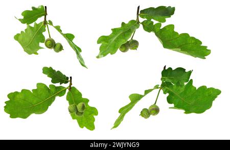 Ramo di quercia con foglie e ghiande. Primo piano. Isolato. Arredi naturali. Pianta medicinale. Giovane ghianda verde sul ramo di quercia in estate. Foto Stock