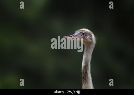 Grande Rea bianco (Rhea americana) Foto Stock