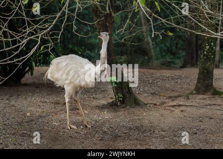 Grande Rea bianco (Rhea americana) Foto Stock