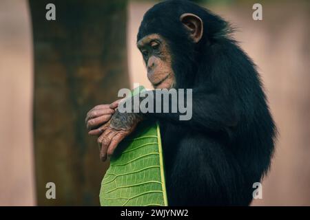 Baby Chimp - Chimpanzee (Pan troglodytes) Foto Stock