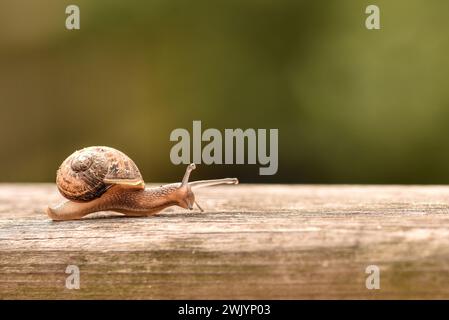 Una lumaca che strizza lentamente su una texture di legno, fotografata da vicino su uno sfondo verde sfocato nel giardino all'aperto Foto Stock