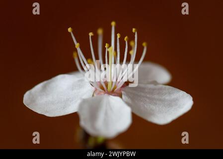 Un prugna ciliegia che fiorisce in primavera. Macro o foto ravvicinata di un fiore con un'attenzione selettiva a petali e stami. Foto Stock