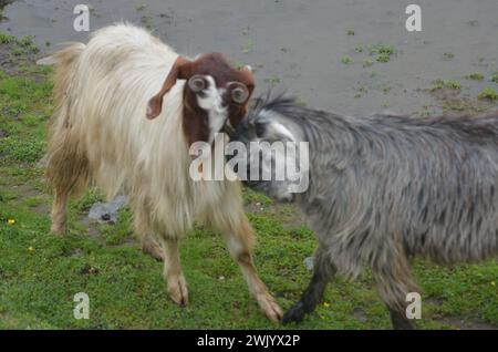 Pecore che afferra nei pascoli Foto Stock