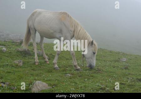 Pecore che afferra nei pascoli Foto Stock