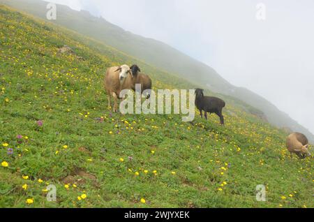 Pecore che afferra nei pascoli Foto Stock