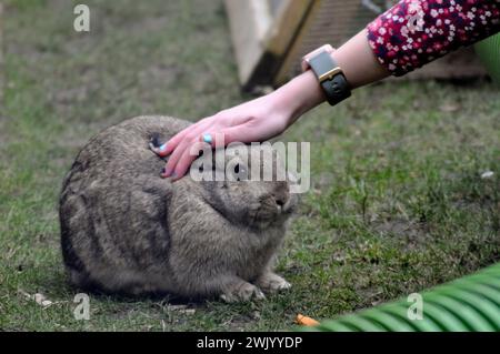 Un nano olandese di razza incrociata marrone accarezzato in un giardino Foto Stock