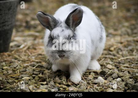 Un coniglio nano olandese di razza incrociata che gode della libertà di un giardino Foto Stock