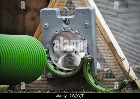 Un coniglio nano olandese di razza incrociata visto attraverso uno spazio aperto in una corsa Foto Stock