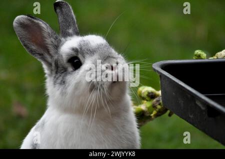 Un coniglio nano olandese di razza incrociata che gode della libertà di un giardino Foto Stock