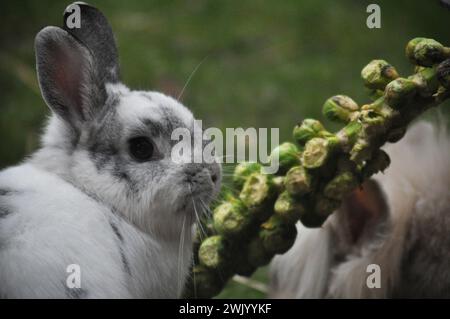 Un coniglio nano olandese di razza incrociata che gode della libertà di un giardino Foto Stock
