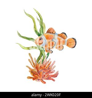 Pesce pagliaccio, un pesce arancio con una striscia bianca. Illustrazione vettoriale SEA LIFE. Elemento di design per cartoline, striscioni da viaggio, volantini, etichette, poster. Illustrazione Vettoriale