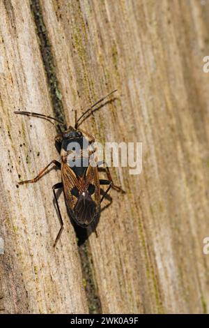 Primo piano naturale su una cimice di semi di colore sporco, Rhyparochromus vulgaris seduto su un palo alla luce del sole primaverile Foto Stock