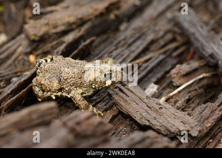 Primo piano naturale su un giovane rospo occidentale, Anaxyrus boreas, seduto sul pavimento della foresta Foto Stock